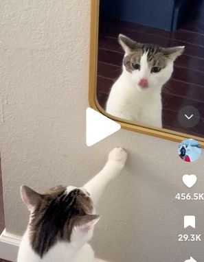  Un chat tigré gris et blanc, Butters, réagissant à son reflet dans un miroir pour la première fois