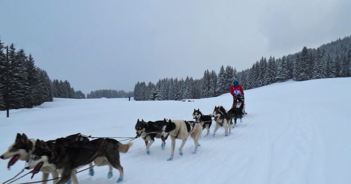 Un musher engageant un attelage de chiens lors d'un événement de mushing hivernal, illustrant l'inclusivité du sport pour les personnes en situation de handicap..jpg