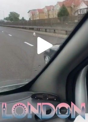 Un petit Bichon Frisé blanc sur une route fréquentée
