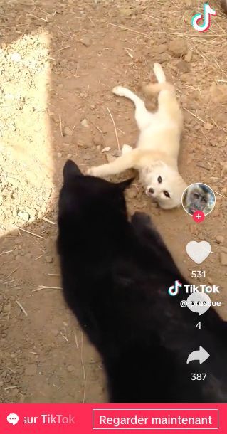 Un petit fennec blanc et d'un gros chat noir 