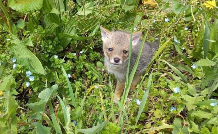 chiot ou renard