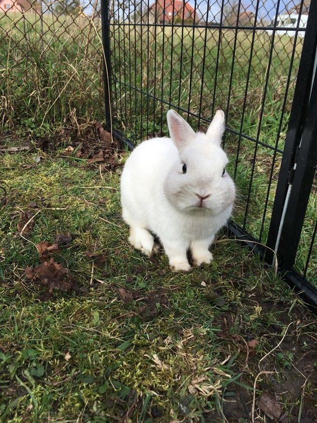 lapin nain cendré écru-content-5fca5d96516a6.jpg