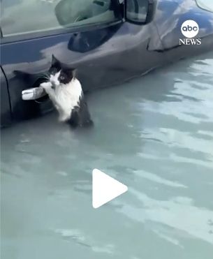 lien video tiktok d'un chat agrippé à une poignée de voiture pendant les inondations à Dubaï