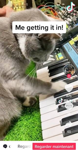 photo d'un chaton qui joue du piano