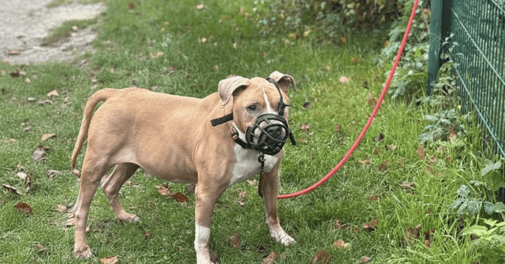 Chien American Staffordshire abandonné devant la SPA de Compiègne, décédé après des soins