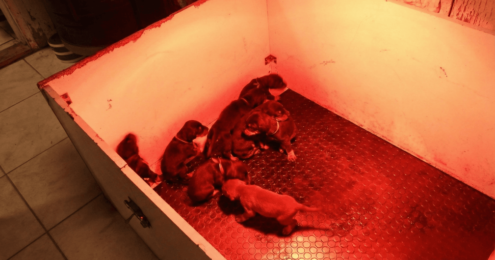 Un chiot Doberman regardant la caméra avec tendresse, symbole du sauvetage.