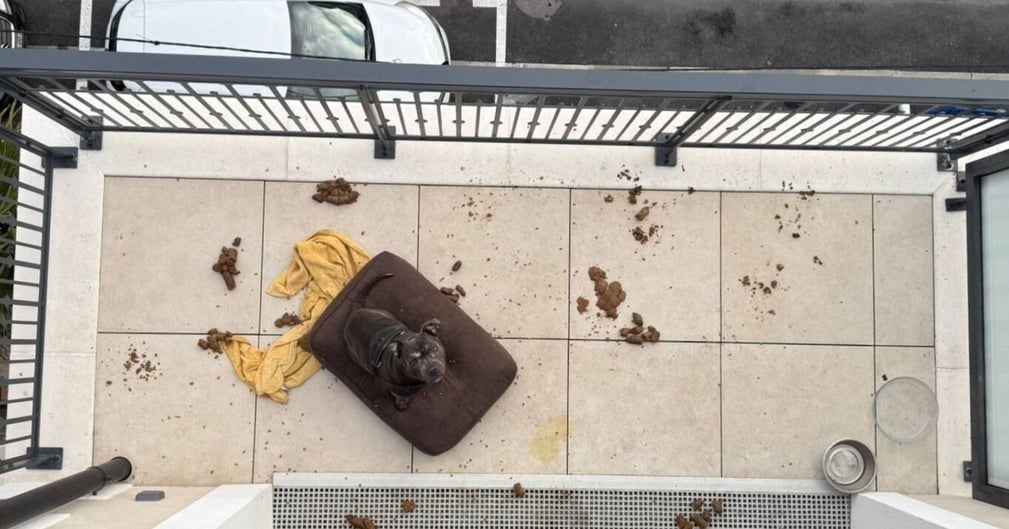 Un chien de type berger sauvé d'un balcon en hiver par une association.