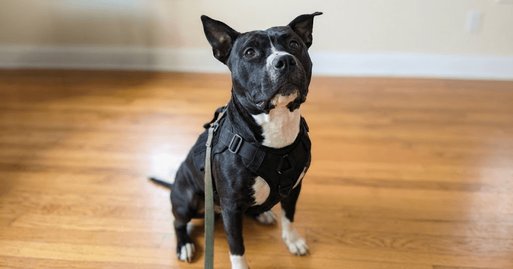 Une petite chienne blessée recevant des soins et de la tendresse après son sauvetage