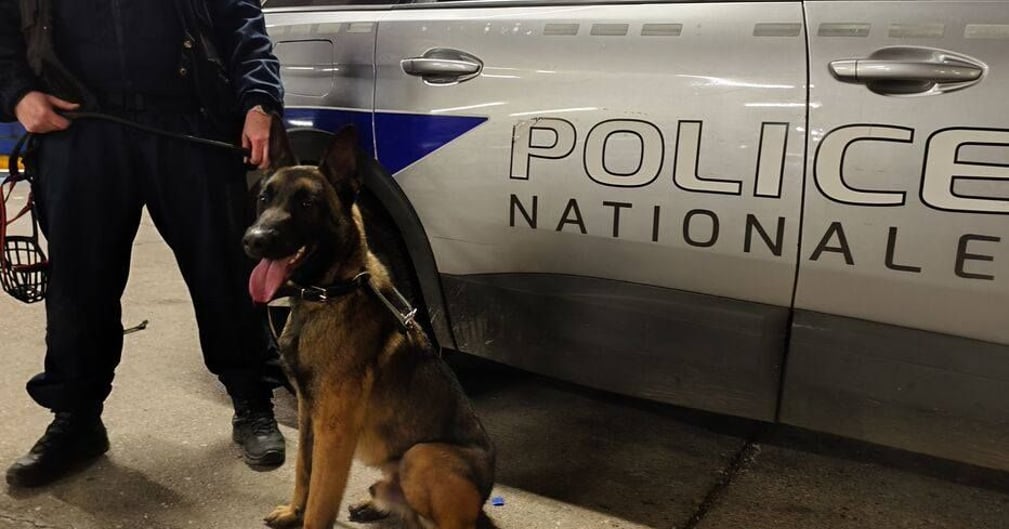 Un chien Malinois fier portant un harnais de la police nationale aux côtés de sa maîtresse en uniforme