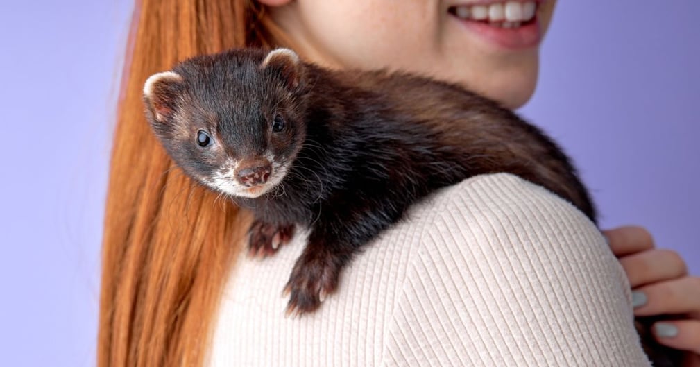 furet domestique 