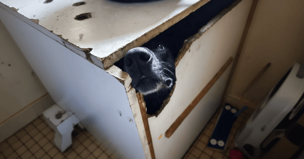 Locki, malinois sauvé de son placard, découvrant la liberté