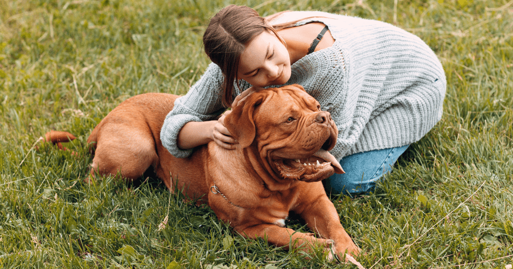 dogue de bordeaux