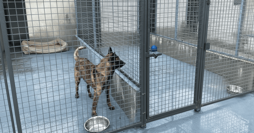 Chien berger malinois triste derrière les barreaux d'un chenil