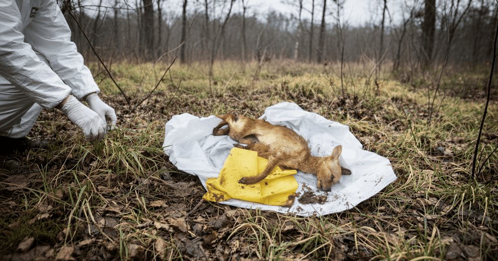 Chien retrouvé mort dans un sac poubelle en forêt d’Ottange