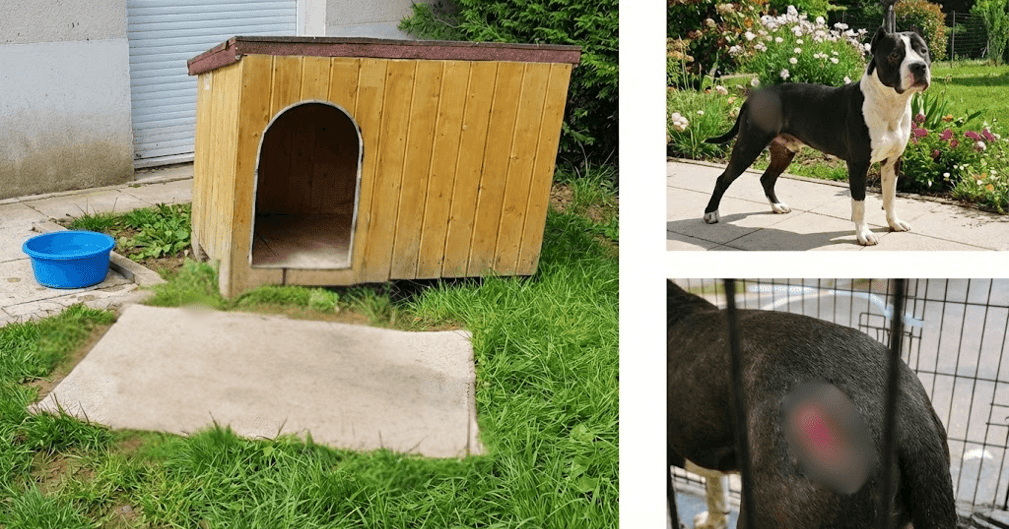 Prison ferme pour maltraitance animale dans le Val-de-Marne