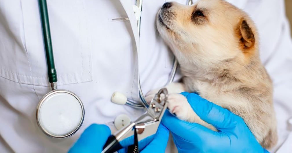 Urgence vétérinaire : un chiot soigné par un vétérinaire