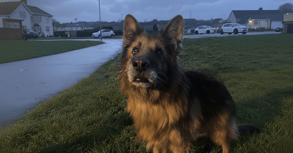 Buck, berger allemand senior câlin au regard attendrissant, posé au refuge SPA Thionville