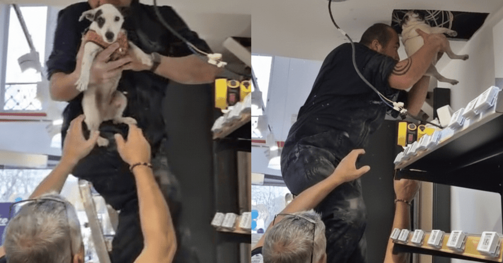 Ipsy le Jack Russell sauvé par les pompiers de Haute-Garonne, sortant du faux plafond de la pharmacie