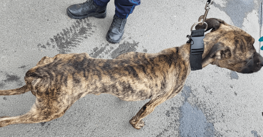 Chien Stafford croisé squelettique sauvé de la maltraitance par la police à Angoulême