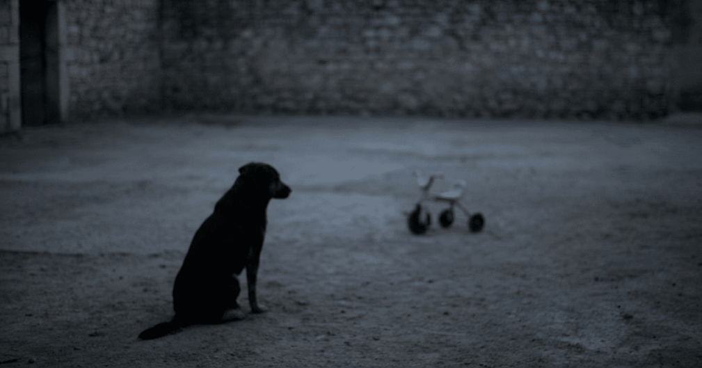 Silhouette sombre d'un chien assis dans une cour vide, évoquant une ambiance tragique et solitaire.