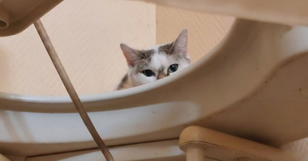 Chat abandonné appartement vide : sauvetage émouvant à Avon