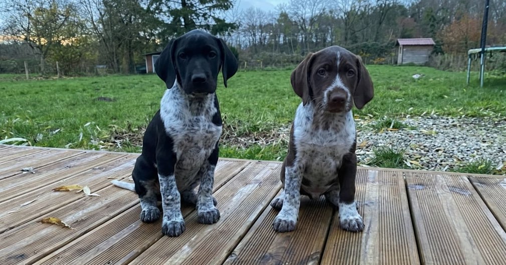 Chiots sauvés d'une poubelle : ils trouvent enfin une famille