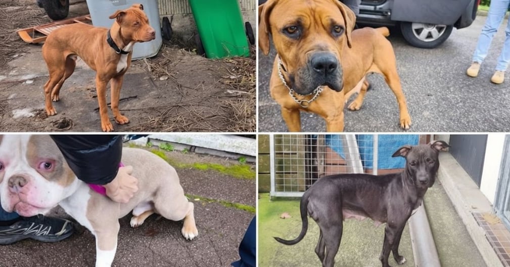 Livry-Gargan : 4 chiens sauvés grâce à une évasion héroïque