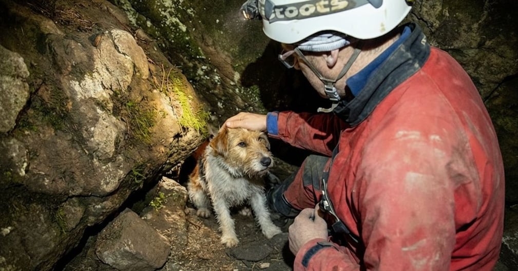 Un petit Fox Terrier sauvé d'un terrier par des secouristes en Ardèche