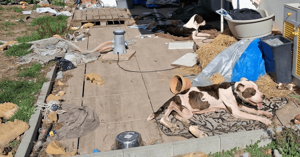 Chiens rescue amaigris sauvés près de Nantes avec des bénévoles de la SPA