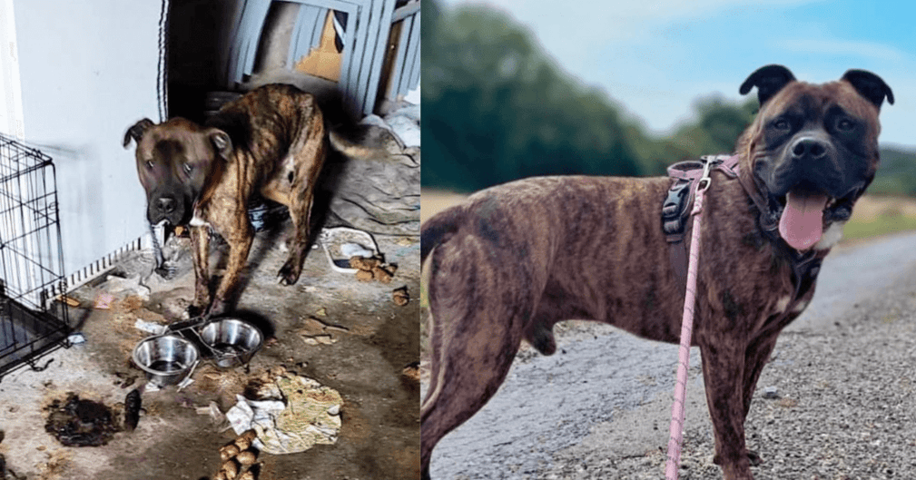 Kolo, grand dogue au regard doux, autrefois squelettique dans une cave, allongé sereinement près de ses nouveaux maîtres