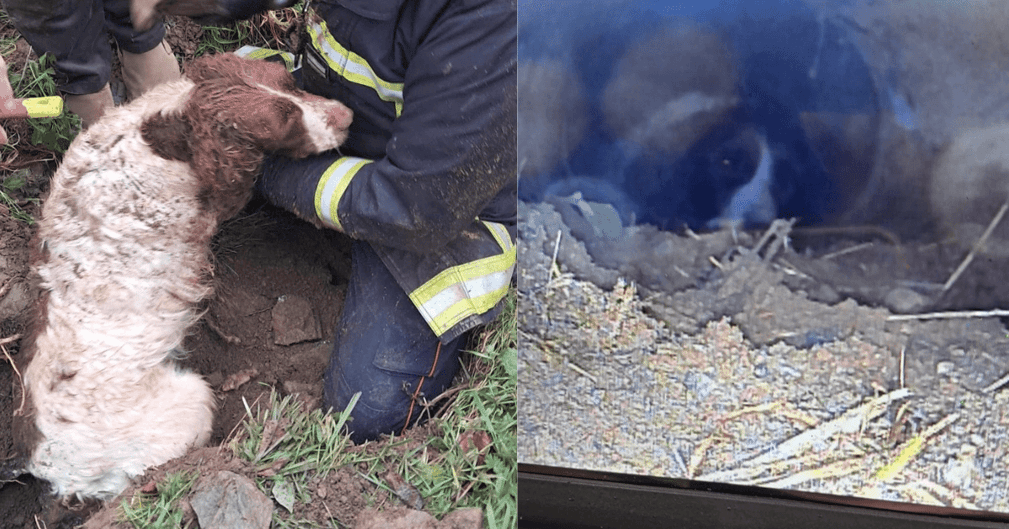 Les pompiers émus entourent le chien sauvé, enfin libre, à Nouzerolles