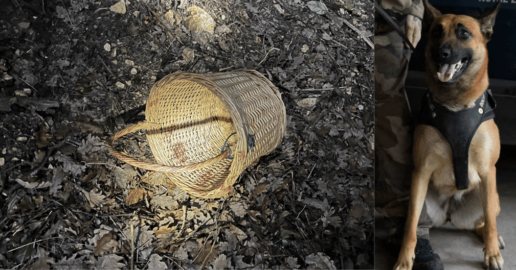Chien de la gendarmerie retrouvant l’octogénaire perdu en forêt dans le Vaucluse