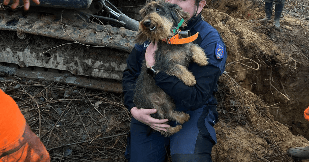 Un adorable teckel à poil dur, sauvé par les pompiers, dans les bras de son maître heureux après son extraction d'une galerie souterraine à Machemont.