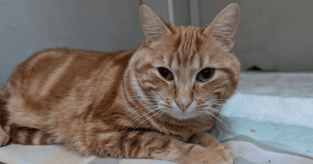 Chat roux blessé sauvé après avoir été jeté du balcon à Foix