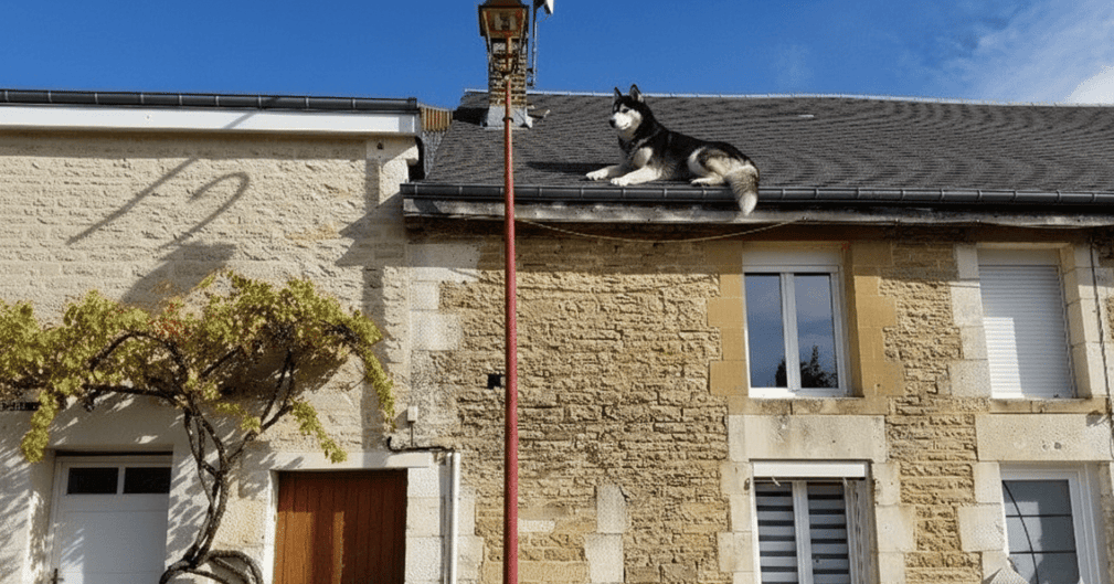 Pompiers secourant un husky coincé sur le toit d’une maison dans les Ardennes