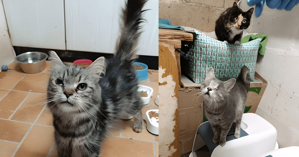 Chats secourus dans des cages sales d’un élevage clandestin