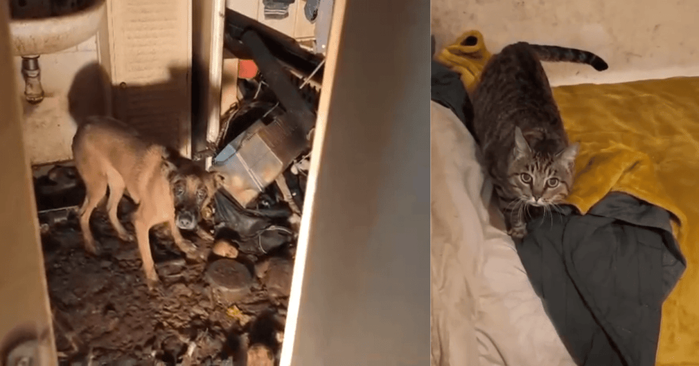 Chien apeuré et chat caché dans un appartement sombre, sauvés par une association de protection animale.
