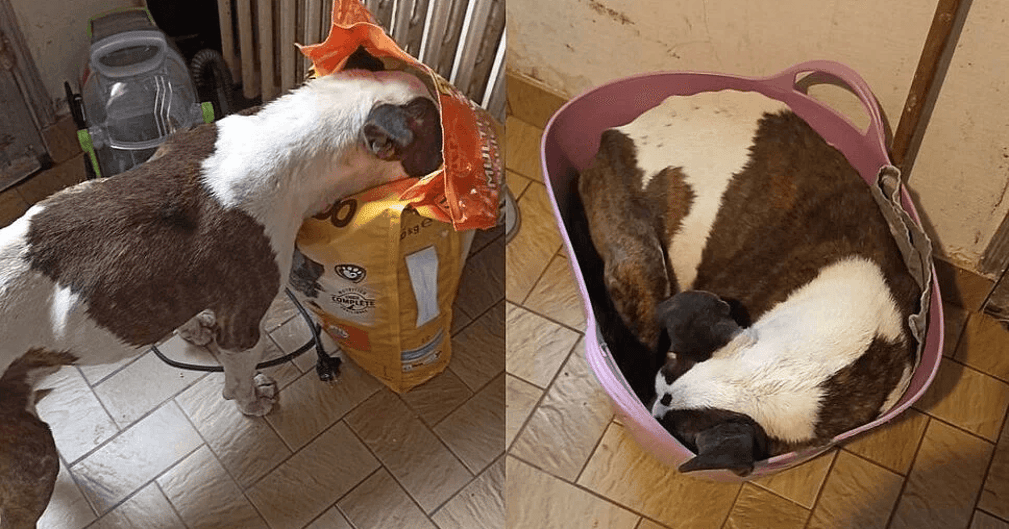 Le chien Bull Terrier Gadjete sauvé de la faim par la Fondation 30 Millions d’Amis en Seine-et-Marne
