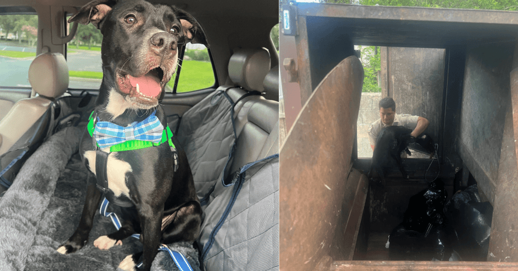 Chien rescapé d’un compacteur, regard plein d’espoir, entouré de ses sauveteurs