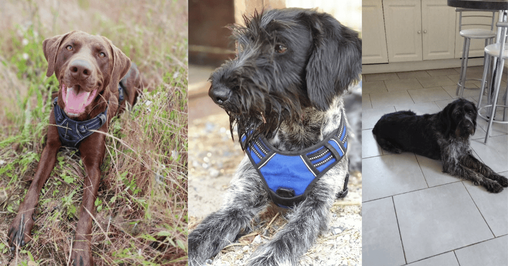 Portrait des trois chiens disparus, Hacker, Jumbo et Marius, réunis sur une même image, symbolisant l’espoir de les retrouver.