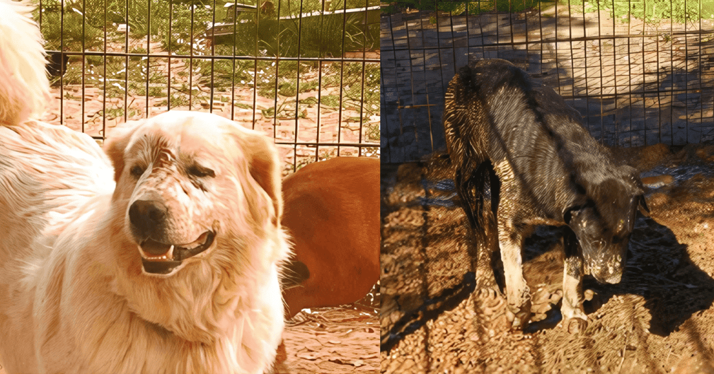 Chiens et chats secourus, regard triste, derrière des barreaux de refuge du Var après une opération de sauvetage