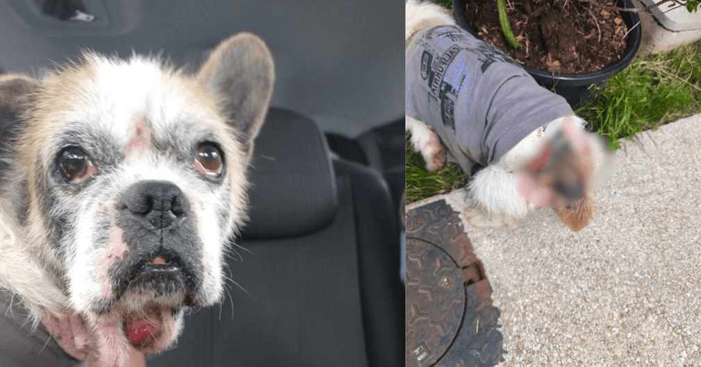 Mabrouk, chien de 9 ans au regard triste, hospitalisé après une grave négligence, recevant ses premiers soins dans un refuge.