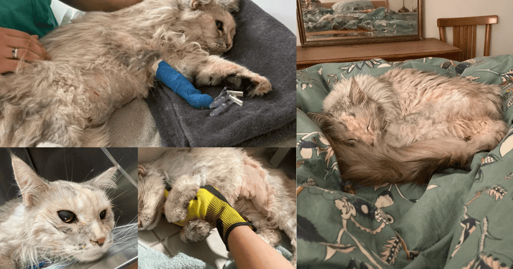 Chatte blessée sous soins vétérinaires après une probable agression à Montpellier
