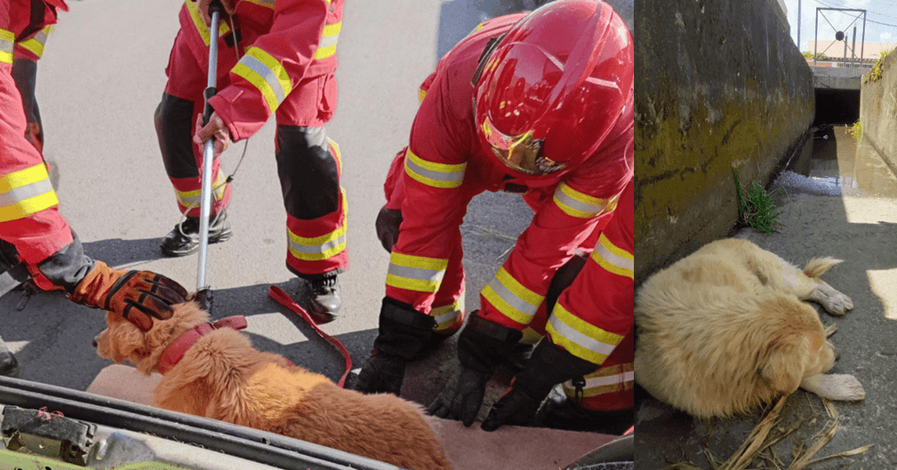 Chien Lucky sauvé après 48h piégé dans un canal à Saint-André, affaibli mais vivant