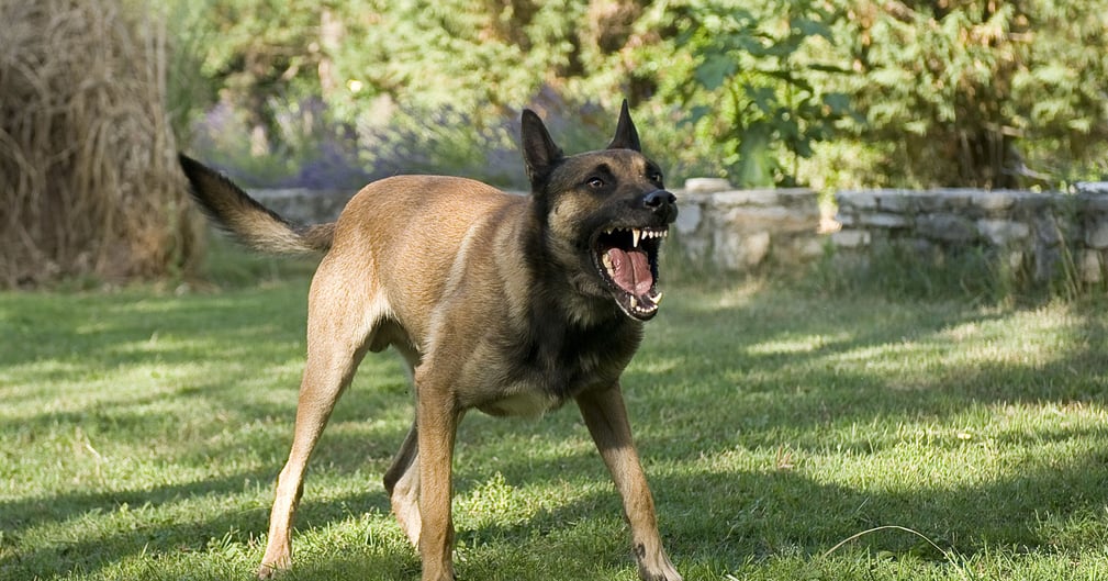 Berger belge malinois utilisé comme arme lors d'une agression contre des autorités locales dans une commune française