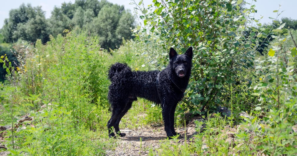 Berger croate mouillé après un bain dans la rivière