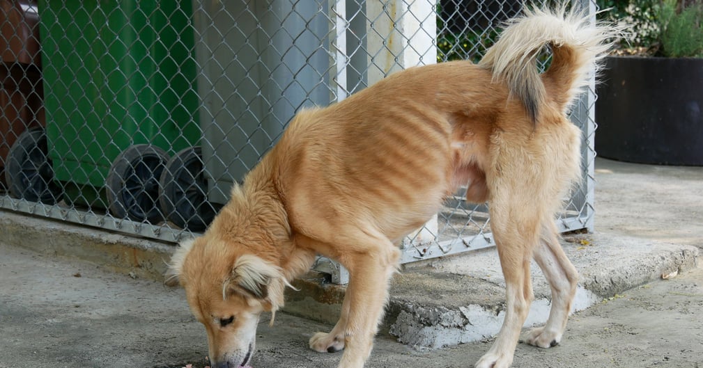 chien amaigri dans une cour d’immeuble, sauvé par la SPA à Strasbourg