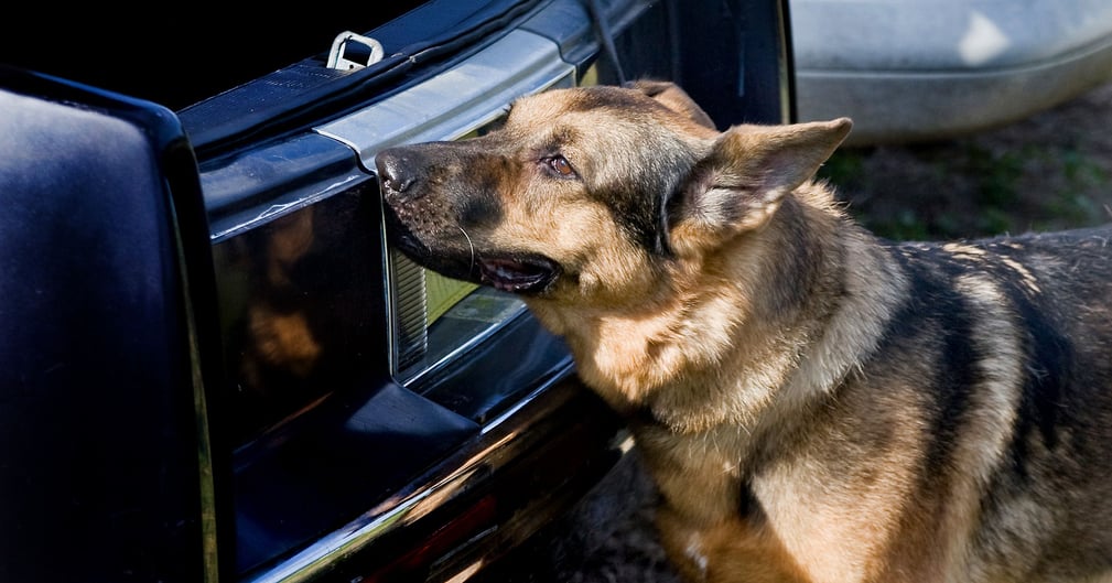 Chien policier à Narbonne flairant des voitures sur un camion, scène de saisie de cannabis