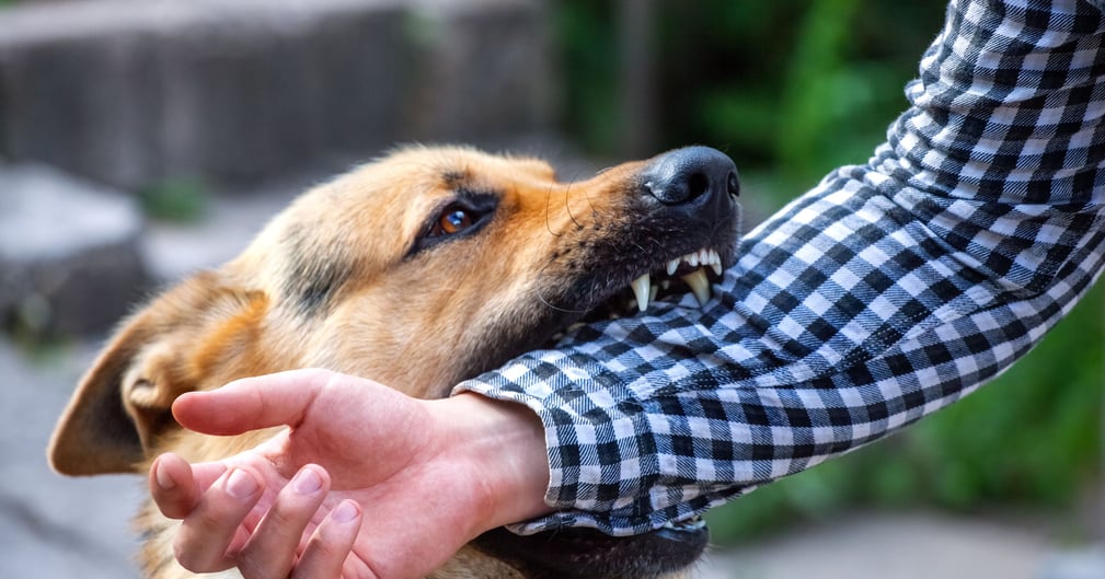 Petite fille traumatisée après morsures de chien, amour familial mis à mal