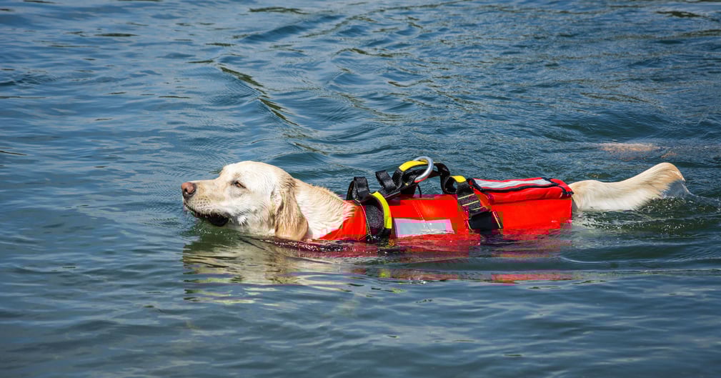 Un chien musclé et détrempé, nage avec détermination en pleine mer .